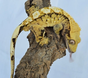 1.0 Kronengecko Yellow Extrem Harlequin 