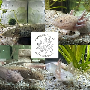 Axolotl Jungtiere, BD frei