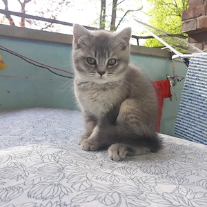 BKH kater 12 Wochen alt 