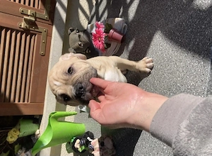 Alternative Bulldog-Welpen zu verkaufen
