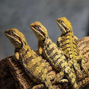 Pogona henrylawsoni (Zwergbartagamen)   hochwertige Tiere abzugeben
