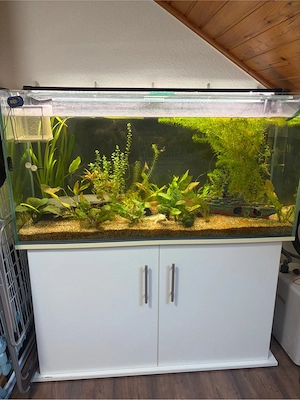 4 Axolotl mit Aquarium