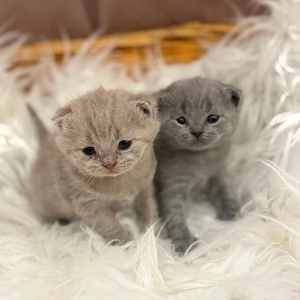 BKH kitten mit Stammbaum von Champion