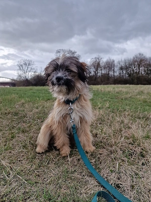    Kleine Ayla sucht ihr Herzens-Zuhause   