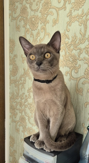 Burma Junge mit Stammbaum