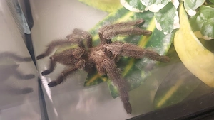 1.0 Psalmopoeus reduncus Vogelspinne ENZ 11 23, RH am 02.04.26