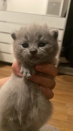 BKH Kitten Lilac