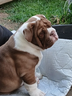 old english bulldog welpen  Bild 2