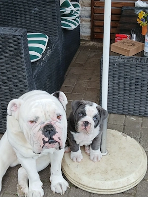 old english bulldog welpen  Bild 3