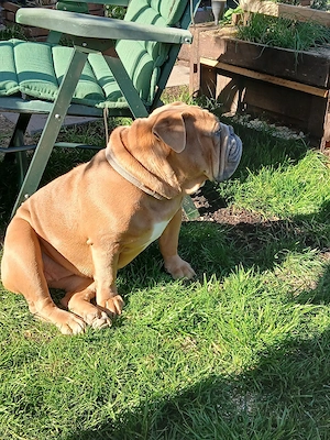 old english bulldog welpen  Bild 4