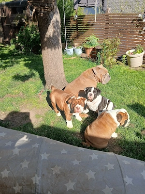 old english bulldog welpen  Bild 5