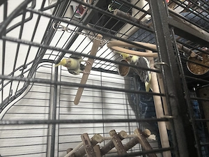 Verkaufe nymphensittiche 