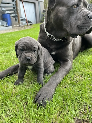 Reinrassige Cane Corso Welpen