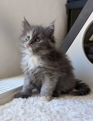 Maine Coon Kitten 