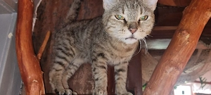 europäische kurzhaar 2 jahre 