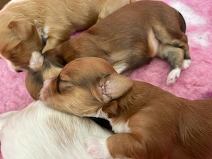 Havaneser Welpen mit Stammbaum  Abgabe Juni