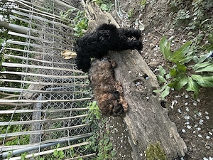 Zwergpudel Pudel Welpen  Bild 8