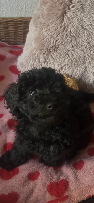 Zwergpudel Pudel Welpen  Bild 9