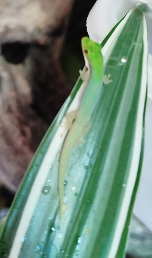 Phelsuma pusilla, Zwergtaggecko