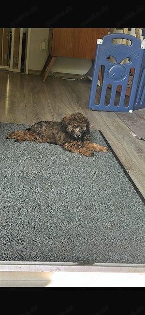 Zwergpudel Pudel Welpen  Bild 4