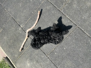 Zwergpudel Pudel Welpen  Bild 20