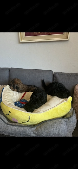 Zwergpudel Pudel Welpen  Bild 12