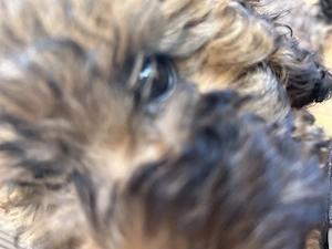 Zwergpudel Pudel Welpen  Bild 13