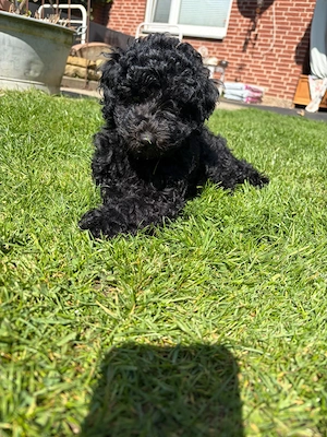 Zwergpudel Pudel Welpen  Bild 16