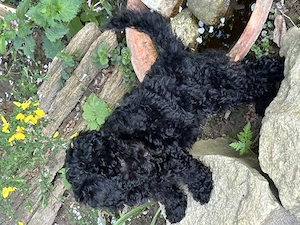 Zwergpudel Pudel Welpen  Bild 3