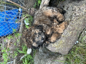 Zwergpudel Pudel Welpen  Bild 2