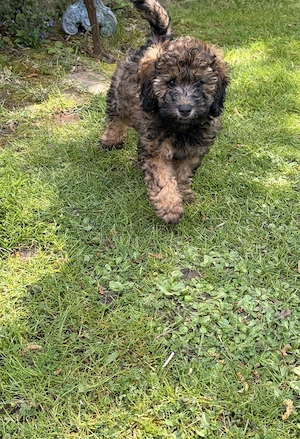 Zwergpudel Pudel Welpen  Bild 14