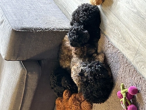 Zwergpudel Pudel Welpen  Bild 7