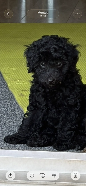 Zwergpudel Pudel Welpen  Bild 11