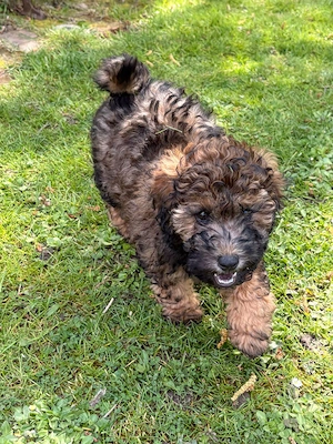 Zwergpudel Pudel Welpen  Bild 19