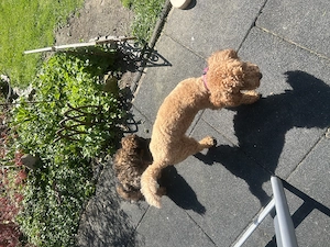 Zwergpudel Pudel Welpen  Bild 18