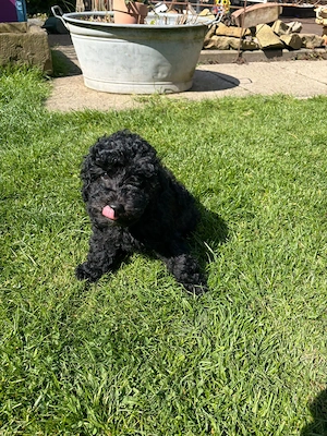 Zwergpudel Pudel Welpen  Bild 15