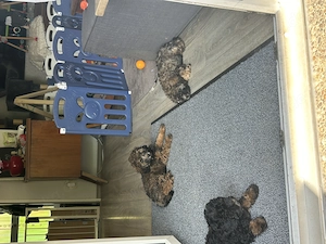 Zwergpudel Pudel Welpen  Bild 5