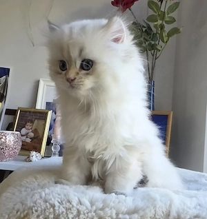 BLH Kitten (reinrassige British Langhaar Katerchen) 