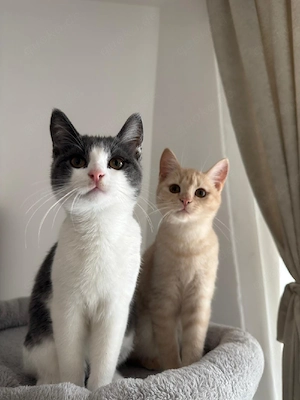 Katze und Kater BKH Mix 5 Monate alt mit Zubehör 5 Monate 