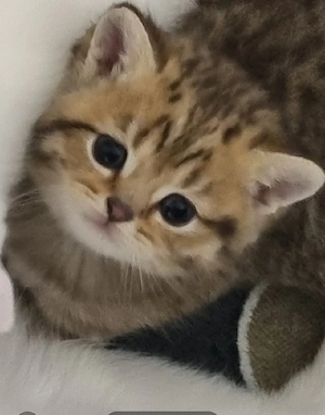 Britische Kurzhaar Kitten (BKH) reinrassig   golden   ab Ende Mai abgabebereit