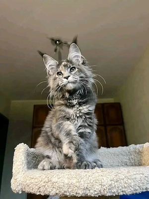 Wunderschöne Maine Coon Kitten   voller Liebe und Zuneigung   