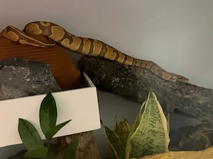 Python regius (Königspython) 0.1