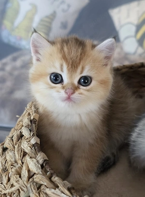 Reinrassige BKH Kitten 