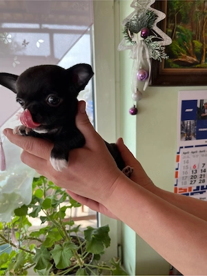 süße Chihua welpen Bild 5