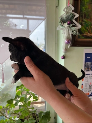 süße Chihua welpen Bild 2