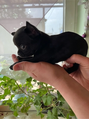 süße Chihua welpen Bild 4