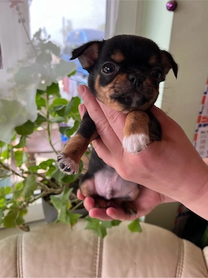 süße Chihua welpen Bild 3