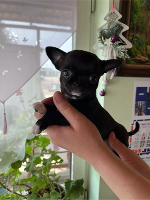 süße Chihua welpen