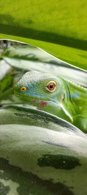 Fidschi Leguane Nachzuchten