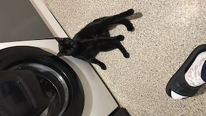 Bombay Katzen 9 Monate